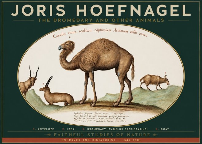 Joris Hoefnagel The Dromedary and Other Animals from Studies of Nature No2 - Poszter