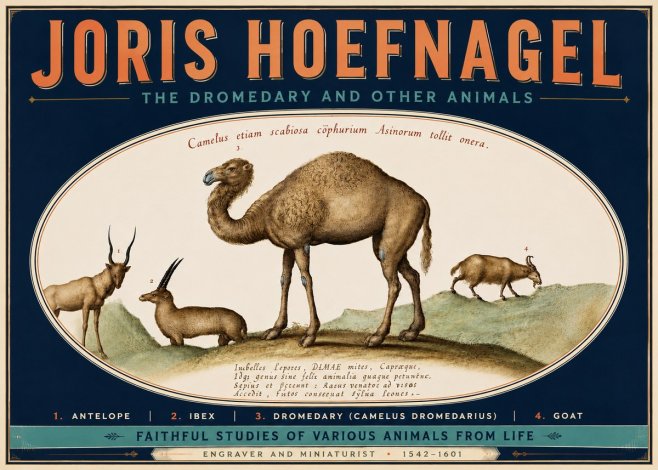Joris Hoefnagel The Dromedary and Other Animals from Studies of Nature No6 - Poszter