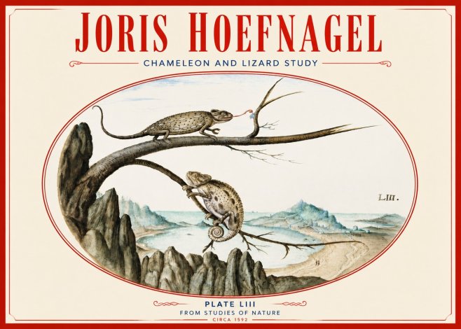 Joris Hoefnagel Chameleon and Lizard No4 - Poszter