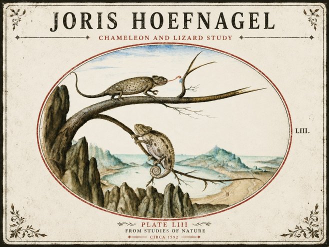 Joris Hoefnagel Chameleon and Lizard No5 - Poszter