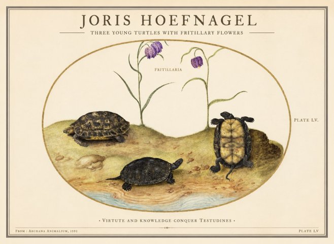 Joris Hoefnagel Three Young Turtles with Fritillary Flowers No1 - Poszter