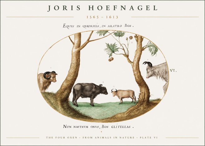 Joris Hoefnagel The Four Oxen No1 - Poszter