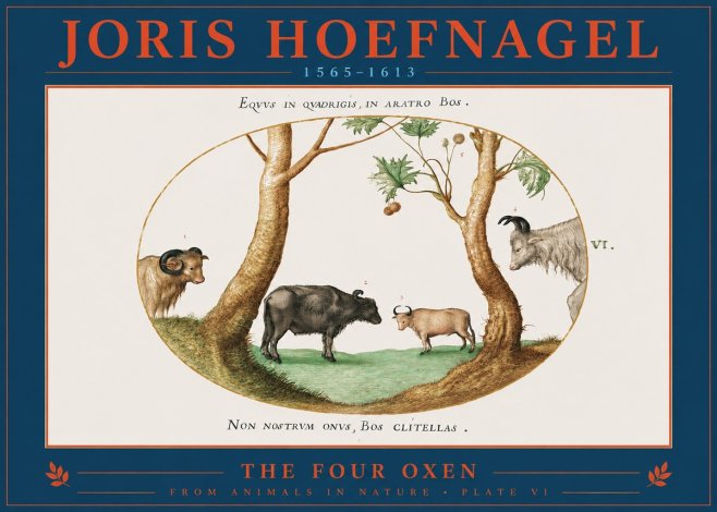 Joris Hoefnagel The Four Oxen No2 - Poszter