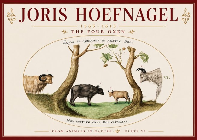 Joris Hoefnagel The Four Oxen No6 - Poszter