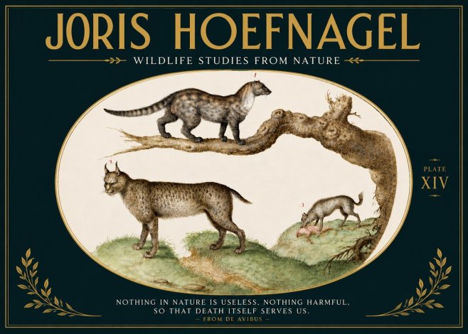 Joris Hoefnagel Wildlife Studies from Nature - Plate Xiv No5 - Poszter