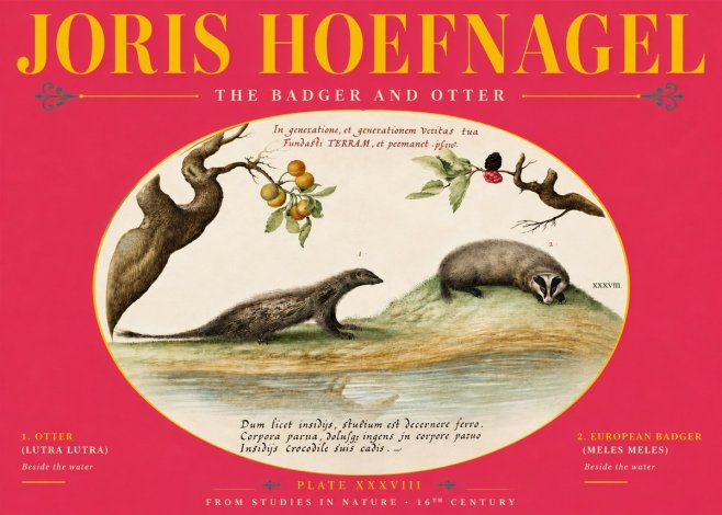 Joris Hoefnagel Studies of Animals and Nature Xxxxiii No6 - Poszter