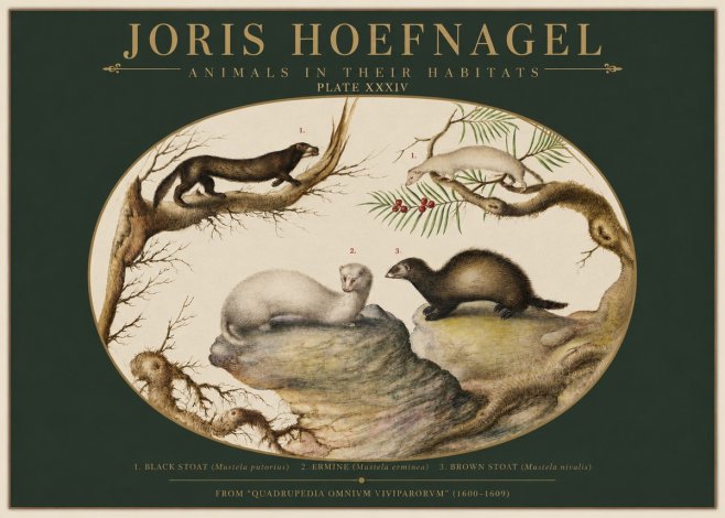 Joris Hoefnagel Animals in Their Habitats Plate Xxxiv No2 - Poszter