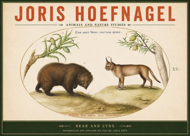 Joris Hoefnagel Bear and Lynx No2 - Poszter