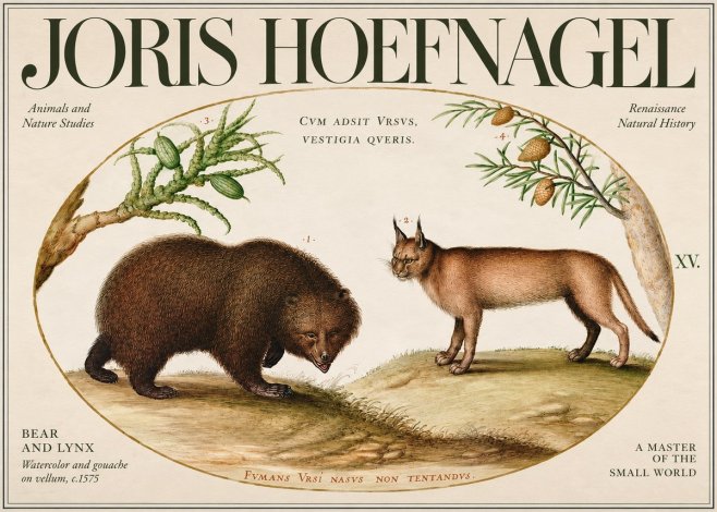 Joris Hoefnagel Bear and Lynx No3 - Poszter