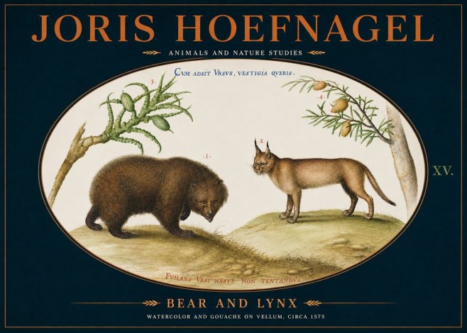 Joris Hoefnagel Bear and Lynx No4 - Poszter