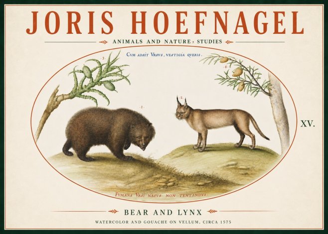 Joris Hoefnagel Bear and Lynx No6 - Poszter