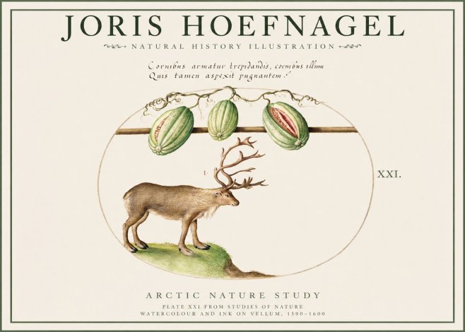 Joris Hoefnagel Arctic Nature Study No1 - Poszter