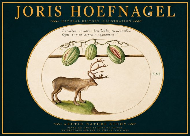 Joris Hoefnagel Arctic Nature Study No2 - Poszter
