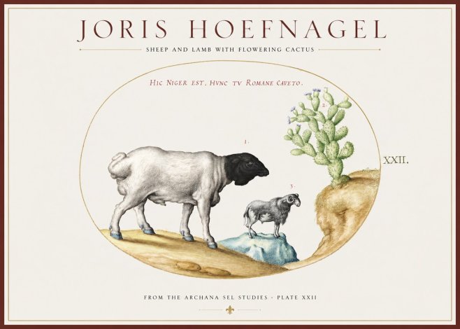 Joris Hoefnagel Sheep and Lamb with Flowering Cactus No1 - Poszter