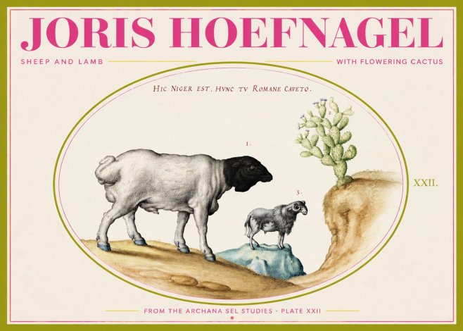 Joris Hoefnagel Sheep and Lamb with Flowering Cactus No2 - Poszter