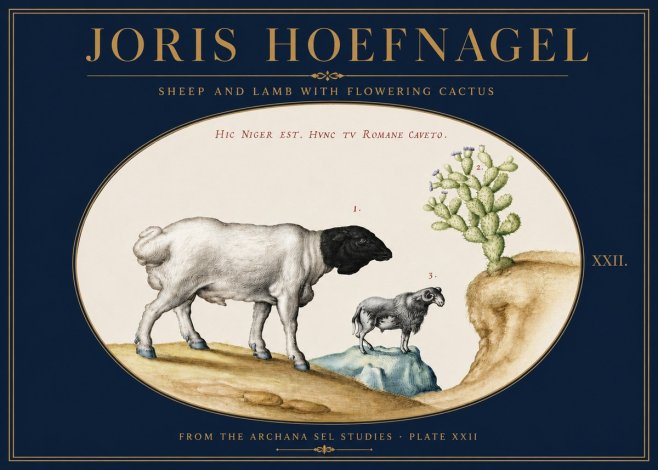Joris Hoefnagel Sheep and Lamb with Flowering Cactus No3 - Poszter