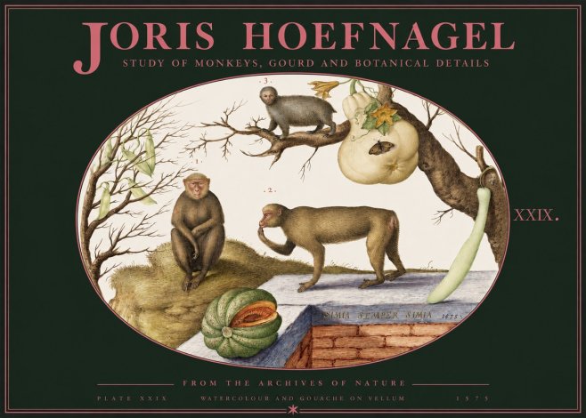 Joris Hoefnagel But Always a Monkey, Always a Monkey. Plate Xxix No3 - Poszter