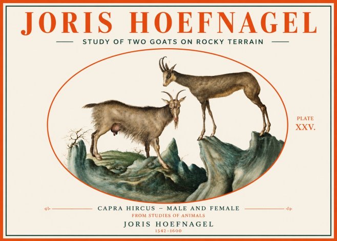 Joris Hoefnagel Study of Two Goats on Rocky Terrain No3 - Poszter