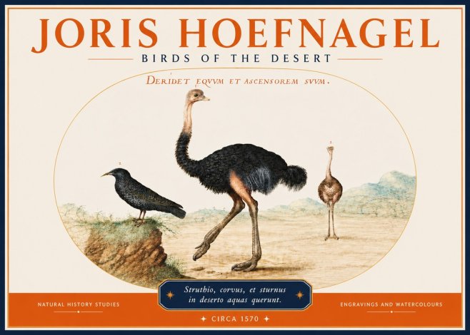 Joris Hoefnagel Birds of the Desert No3 - Poszter