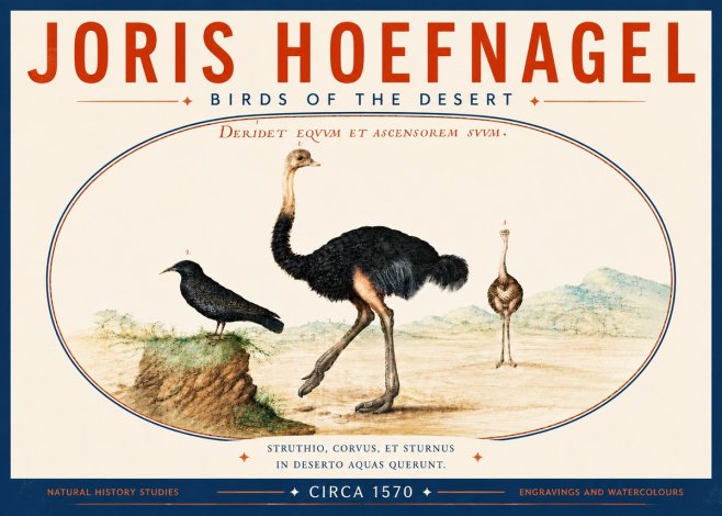 Joris Hoefnagel Birds of the Desert No6 - Poszter
