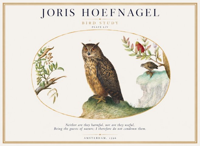 Joris Hoefnagel Bird Study Plate Liv No1 - Poszter