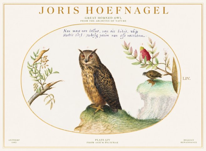 Joris Hoefnagel Bird Study Plate Liv No6 - Poszter