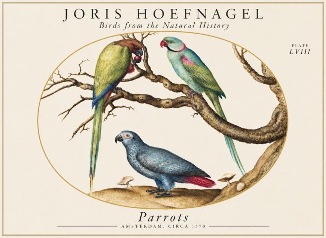 Joris Hoefnagel Parrots from the Naturalis Historia No2 - Poszter