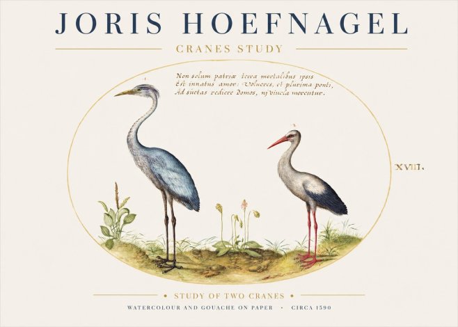 Joris Hoefnagel Study of Two Cranes No1 - Poszter