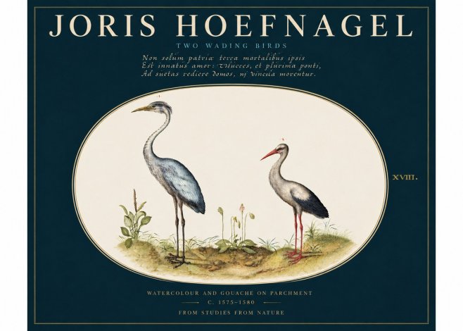 Joris Hoefnagel Study of Two Cranes No4 - Poszter