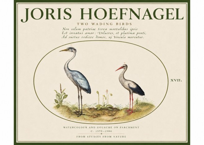 Joris Hoefnagel Study of Two Cranes No5 - Poszter
