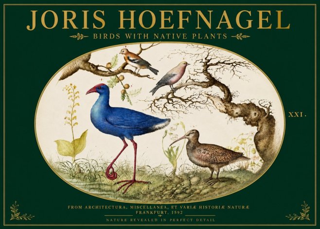 Joris Hoefnagel Birds with Native Plants No3 - Poszter