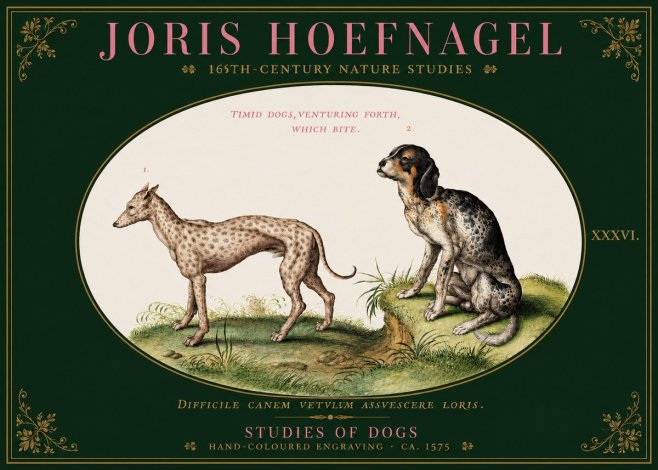 Joris Hoefnagel Studies of Dogs No3 - Poszter