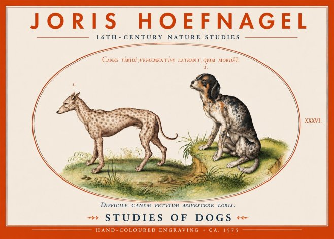 Joris Hoefnagel Studies of Dogs No4 - Poszter