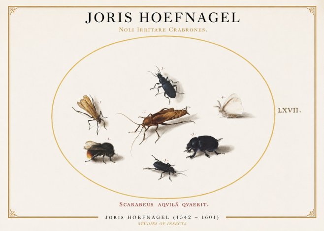 Joris Hoefnagel Scarabeus Aqvilä Qvaerit. No1 - Poszter
