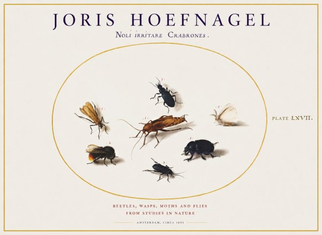 Joris Hoefnagel Scarabeus Aqvilä Qvaerit. No2 - Poszter