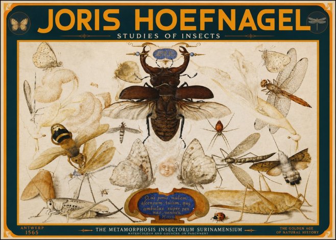 Joris Hoefnagel Studies of Insects I No2 - Poszter