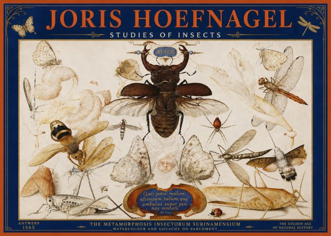 Joris Hoefnagel Studies of Insects I No4 - Poszter