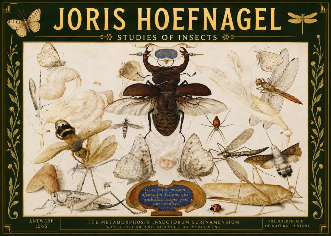 Joris Hoefnagel Studies of Insects I No5 - Poszter