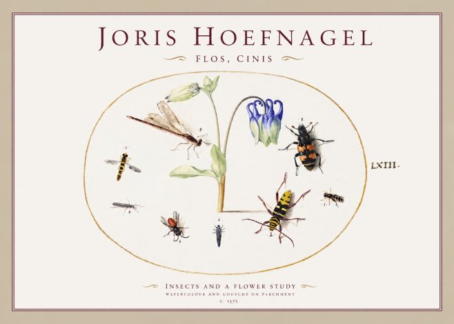 Joris Hoefnagel Insects and a Flower Study No1 - Poszter