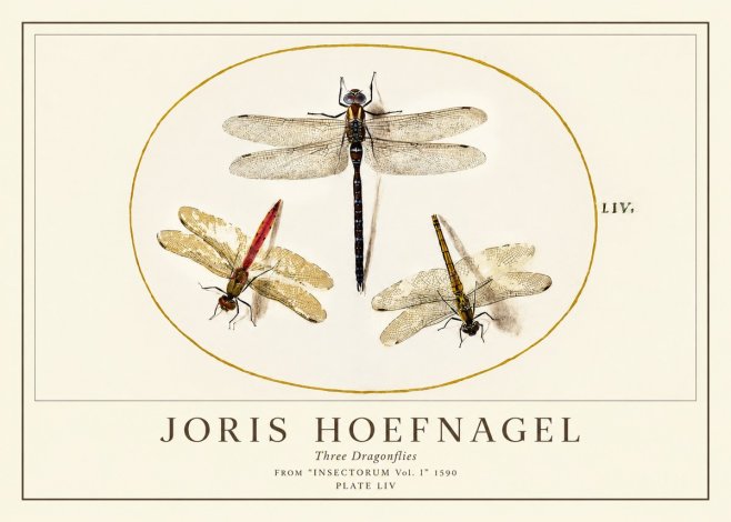 Joris Hoefnagel Three Dragonflies No1 - Poszter