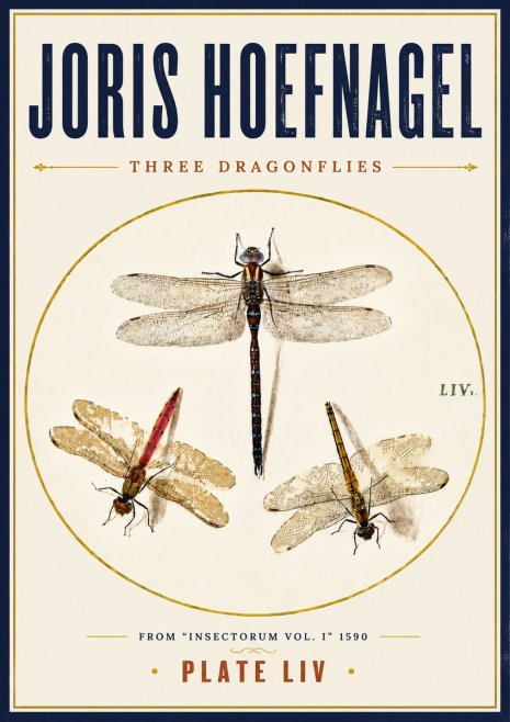 Joris Hoefnagel Three Dragonflies No6 - Poszter