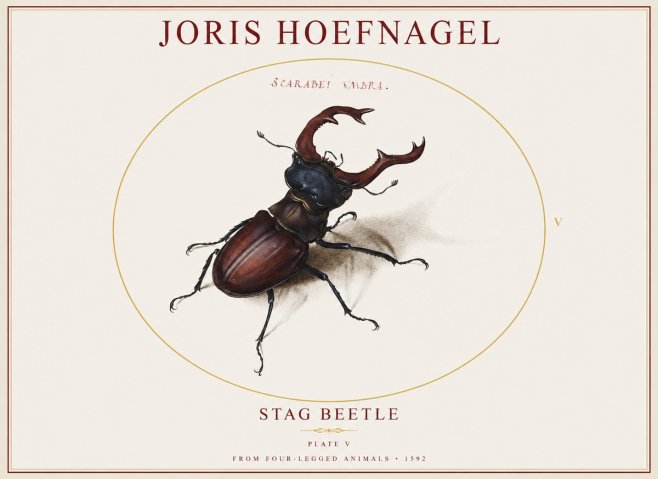 Joris Hoefnagel Stag Beetle No1 - Poszter