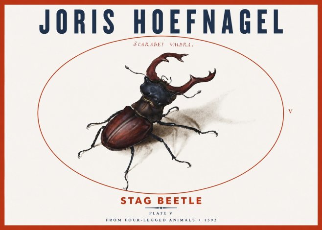 Joris Hoefnagel Stag Beetle No3 - Poszter