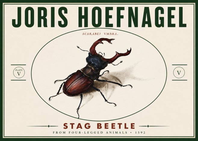 Joris Hoefnagel Stag Beetle No6 - Poszter