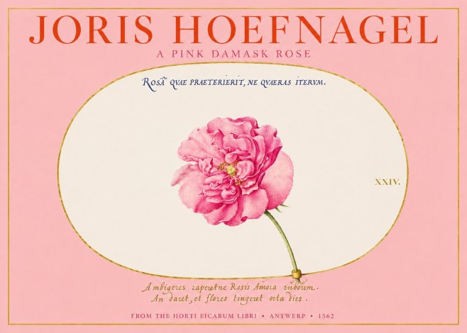 Joris Hoefnagel A Pink Damask Rose No2 - Poszter