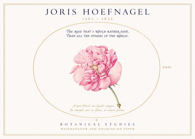 Joris Hoefnagel A Pink Damask Rose No3 - Poszter