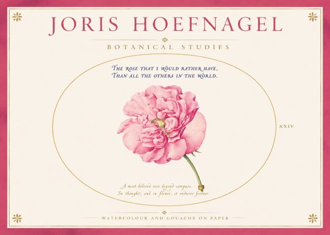 Joris Hoefnagel A Pink Damask Rose No4 - Poszter