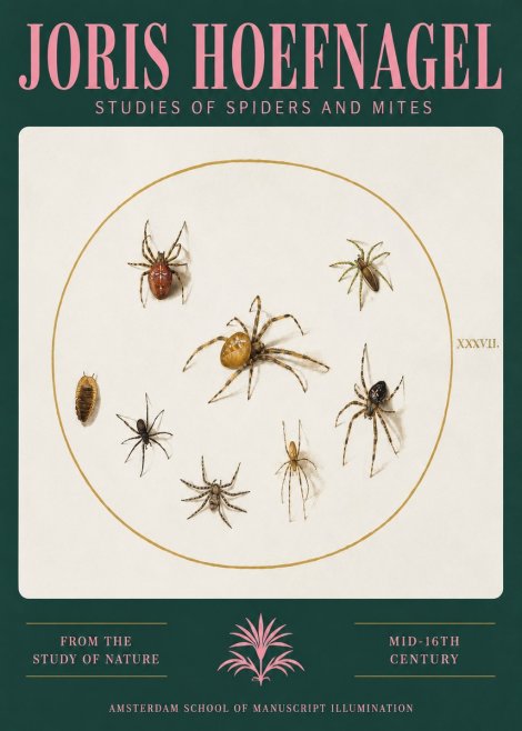 Joris Hoefnagel Study of Spiders and Mites - Plate Xxxvii. No3 - Poszter