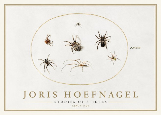 Joris Hoefnagel Studies of Spiders I No1 - Poszter