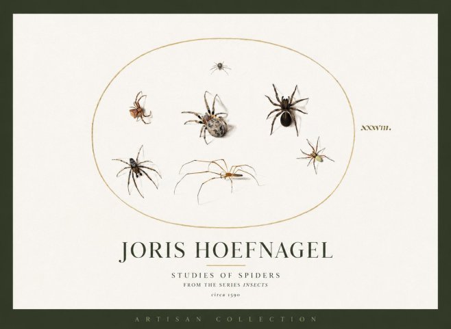 Joris Hoefnagel Studies of Spiders I No2 - Poszter